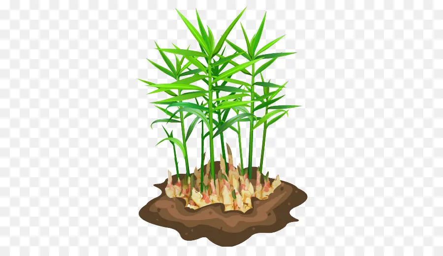 Planta De Gengibre，Erva PNG