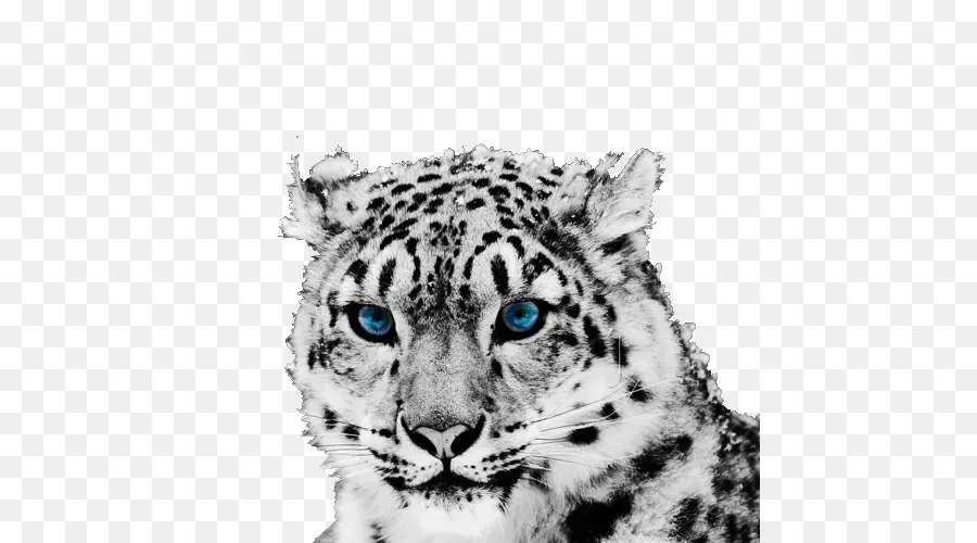 O Snow Leopard，Leopard PNG