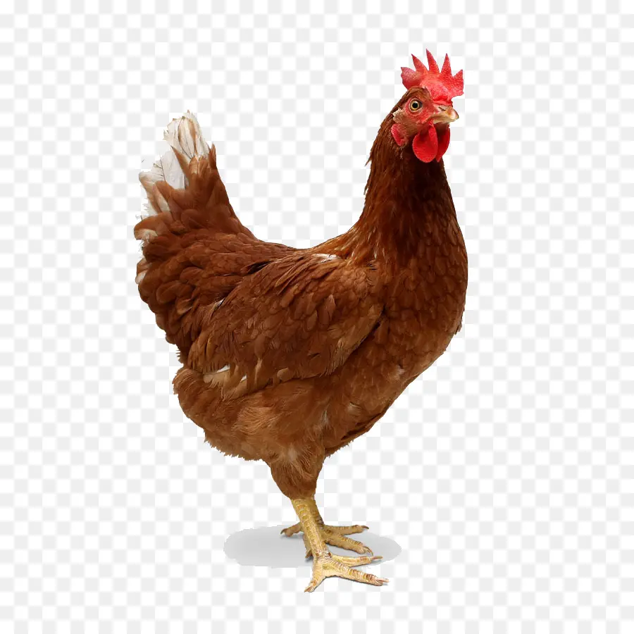 Frango，De Frangos De Corte PNG