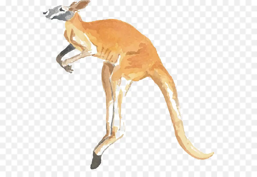 Canguru，Marsupial PNG