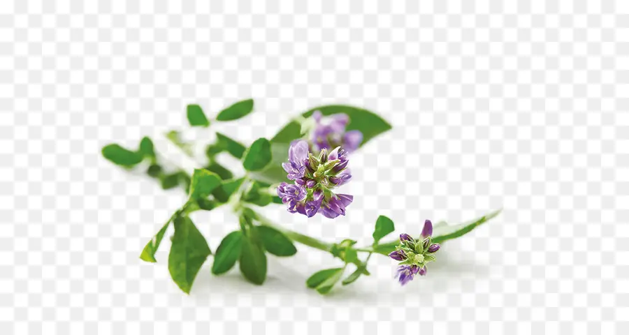 Flor De Alfafa，Roxo PNG