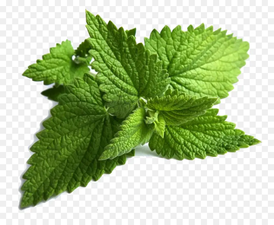 Mentha Spicata，Hortelã Pimenta PNG