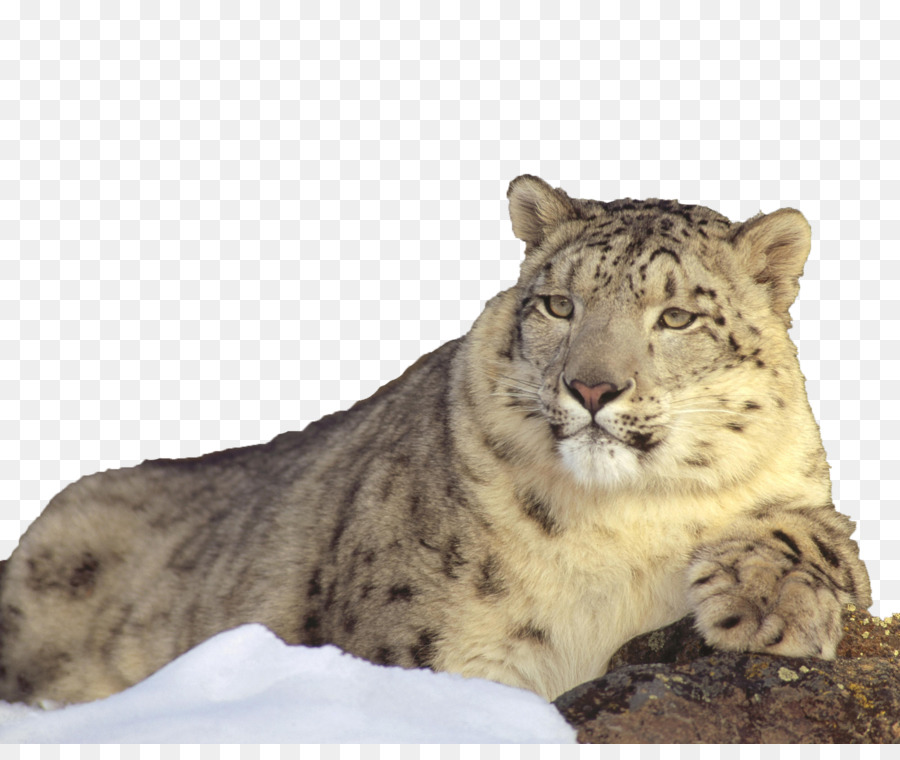 Leopardo Da Neve，Animais Selvagens PNG