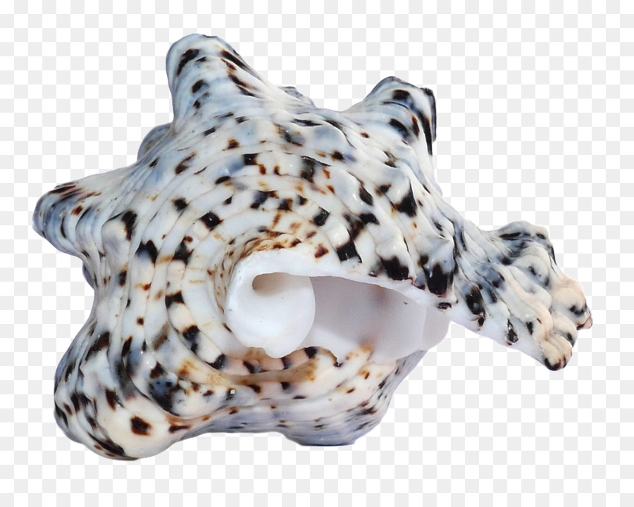 Concha，Oceano PNG