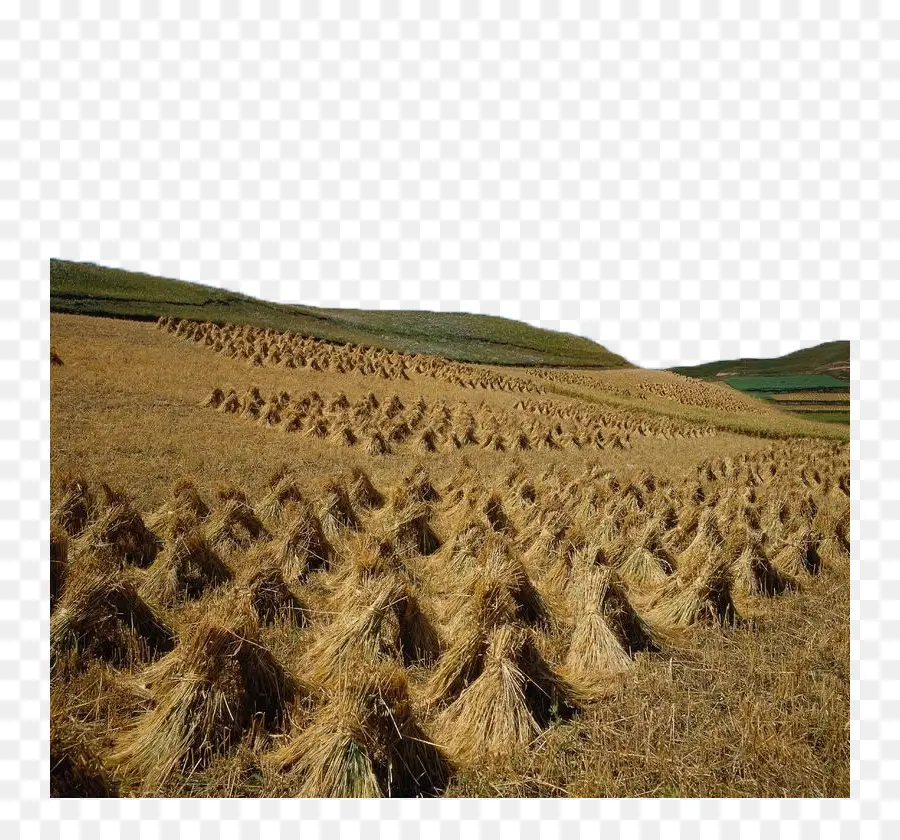 Arles Vista Dos Campos De Trigo，Colheita PNG