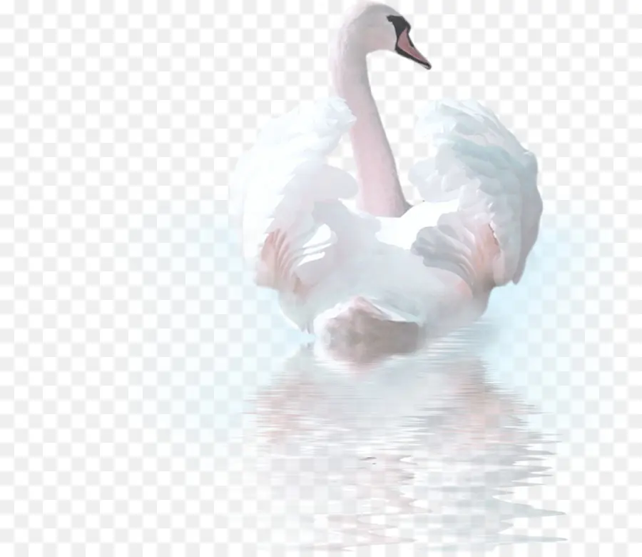 Cisne，Água PNG