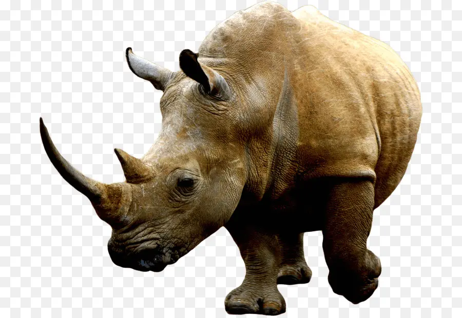 Rinoceronte，áfrica PNG