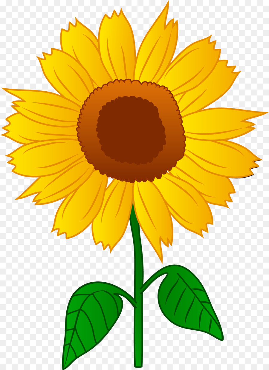 Sunflower Girassol Desenho Png Best Succulent Ideas 0243