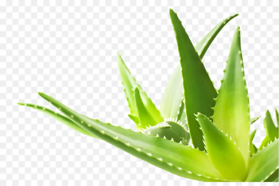 Aloe Vera，Herbalism PNG