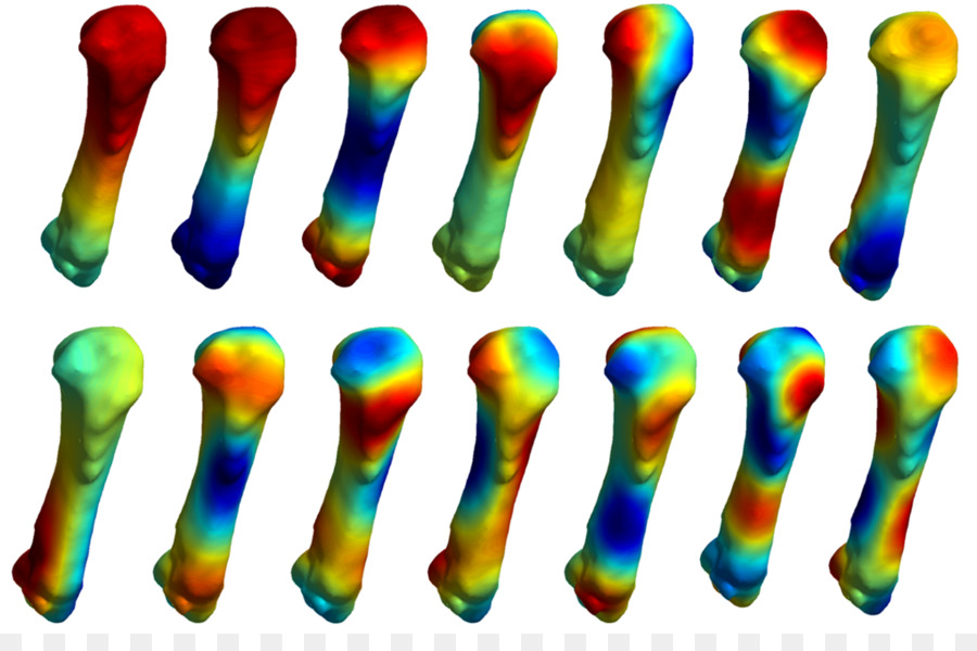 Sistema Músculo Esquelético Humano，Osso PNG