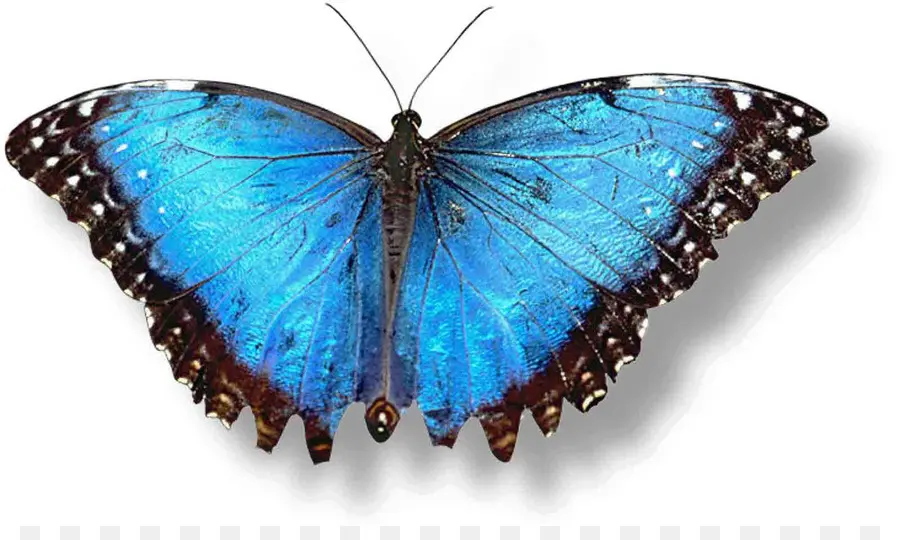 Borboleta Azul，Asas PNG