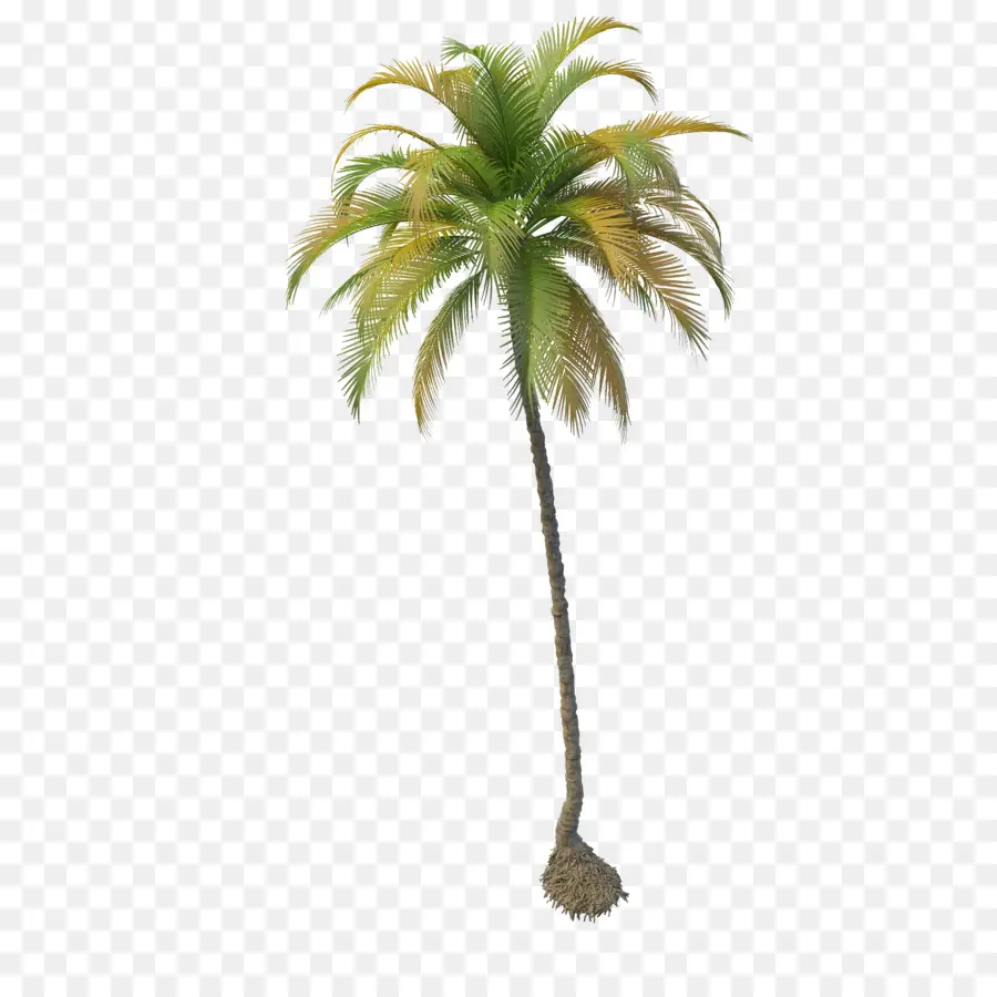 Coco，árvore PNG