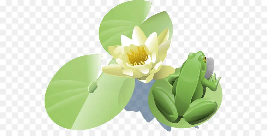 Sapo，Lily Pad PNG