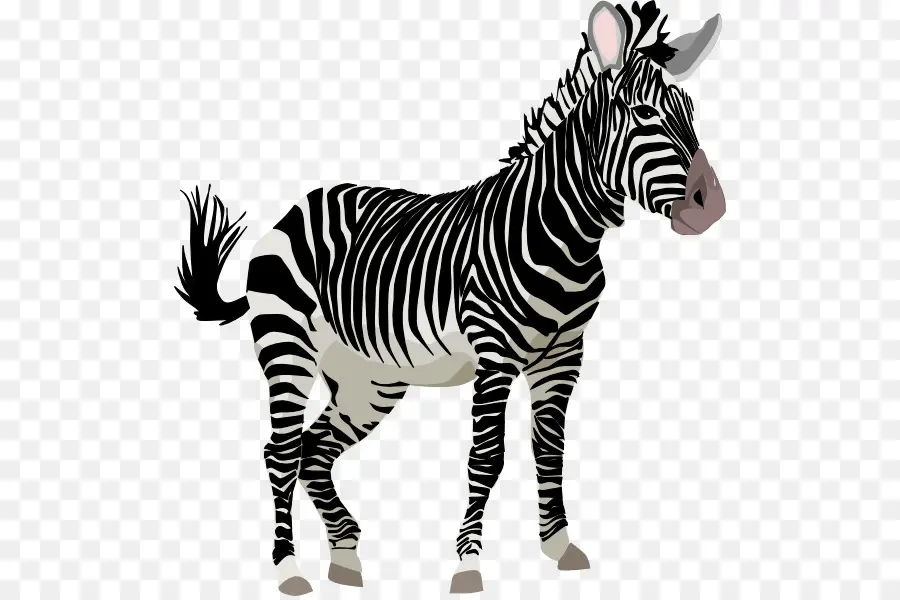 Zebra，Listras PNG