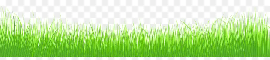 Wheatgrass，Verde PNG