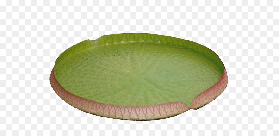 Lily Pad，Verde PNG