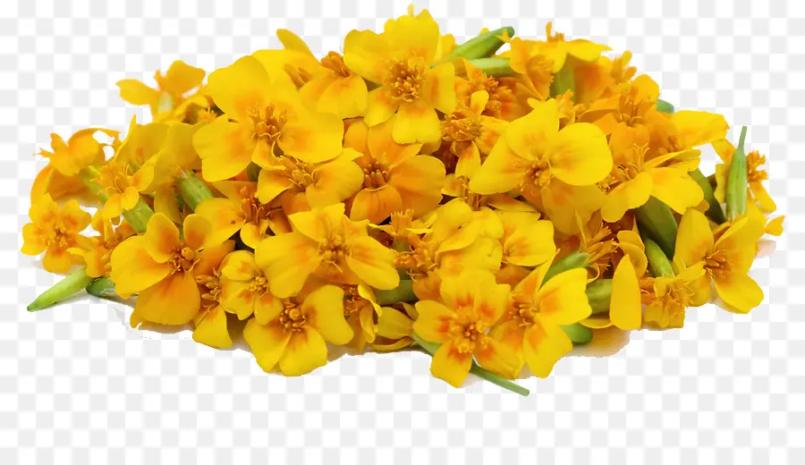 Mexicano Marigold，Chá De Crisântemo PNG