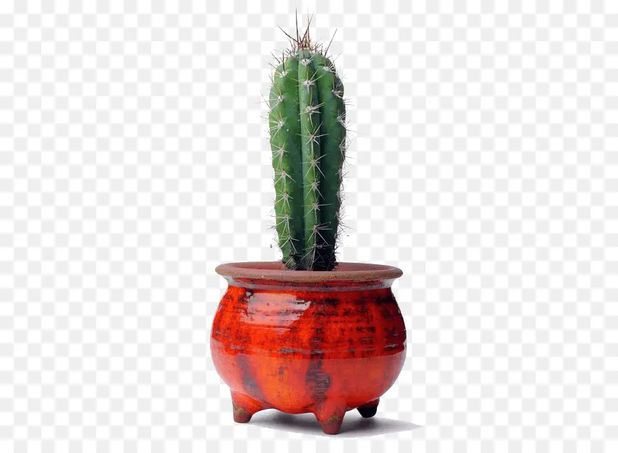 Cactaceae，Planta PNG