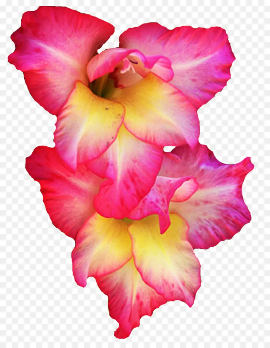 Gladiolus，Flor PNG