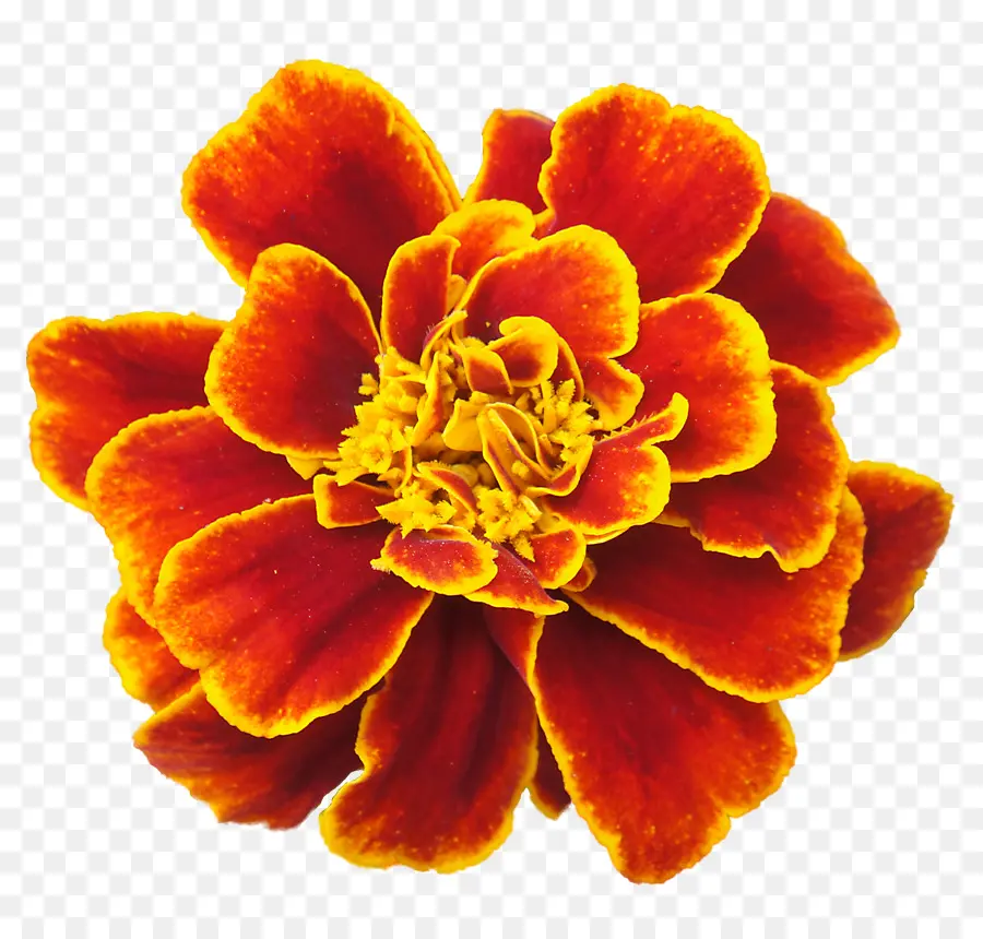 Marigold，Flor PNG