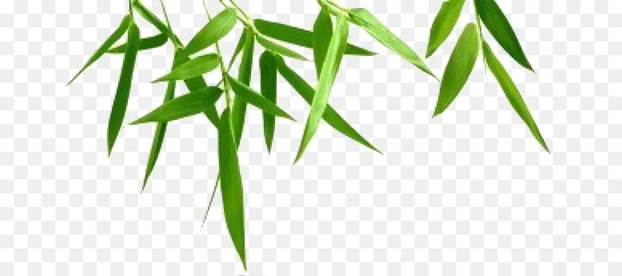 Bambu，Fotografia PNG