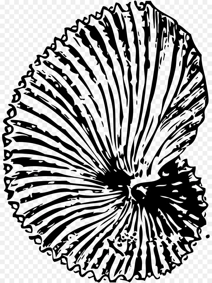 Fósseis，Seashell PNG