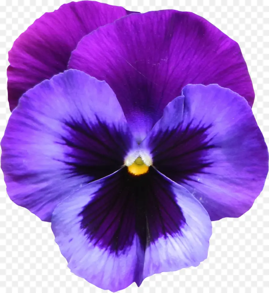 Violeta Doce，Violeta PNG