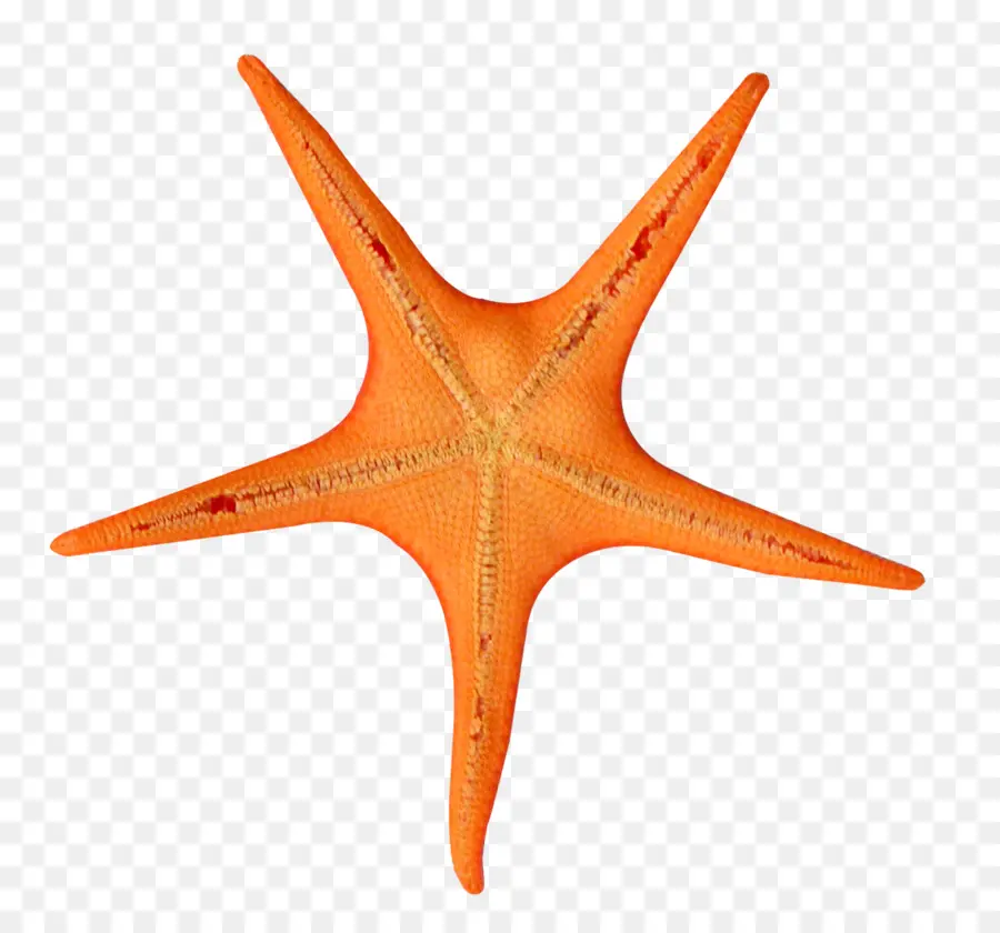 Estrela Do Mar，Composição Alfa PNG