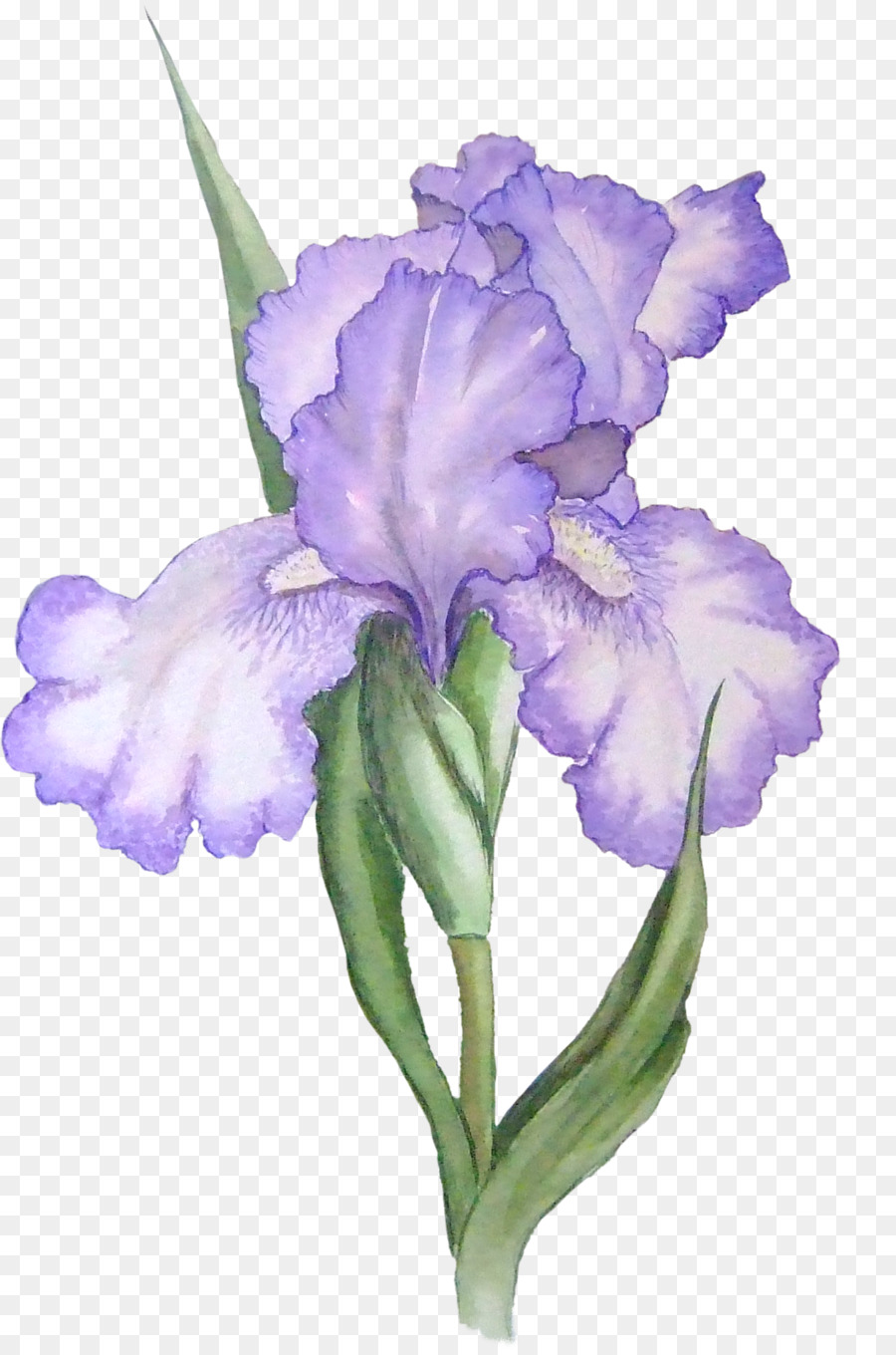 Íris，Roxo PNG