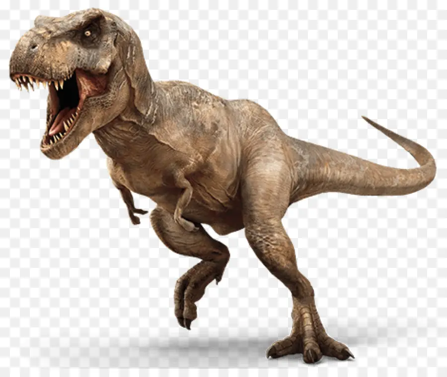 Tiranossauro Rex，Triceratops PNG