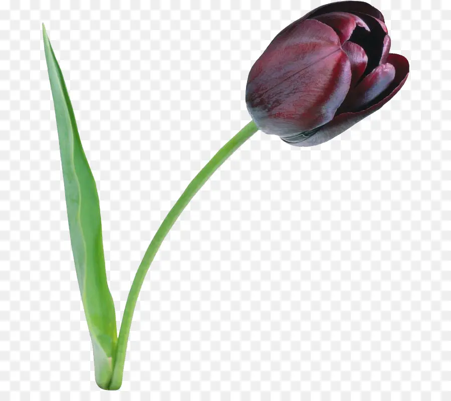 Tulipa Negra，Pétalas PNG