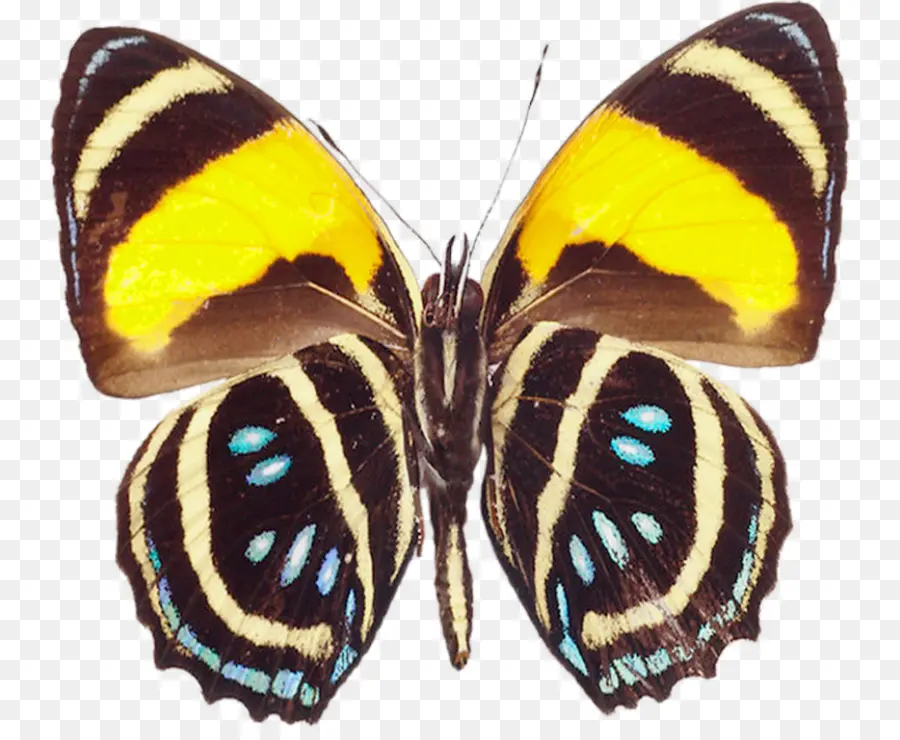 Borboleta，Greta Oto PNG