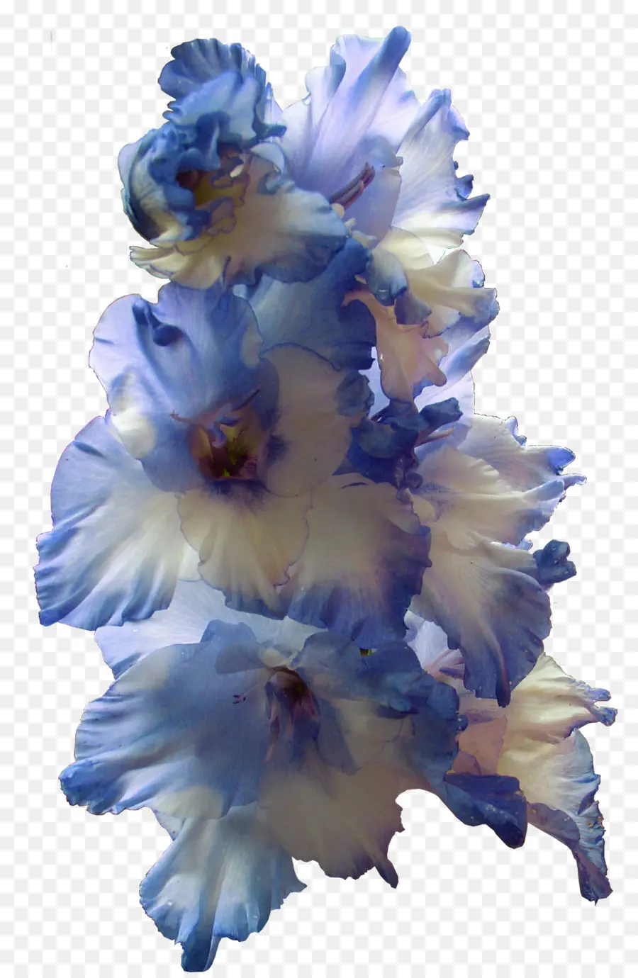 Gladiolus，Flor PNG