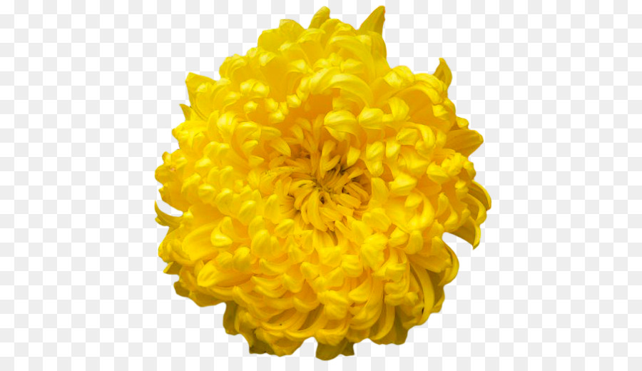 Flor，Amarelo PNG