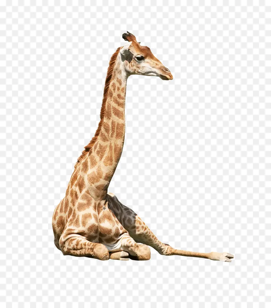 Girafa Sentada，Girafa PNG