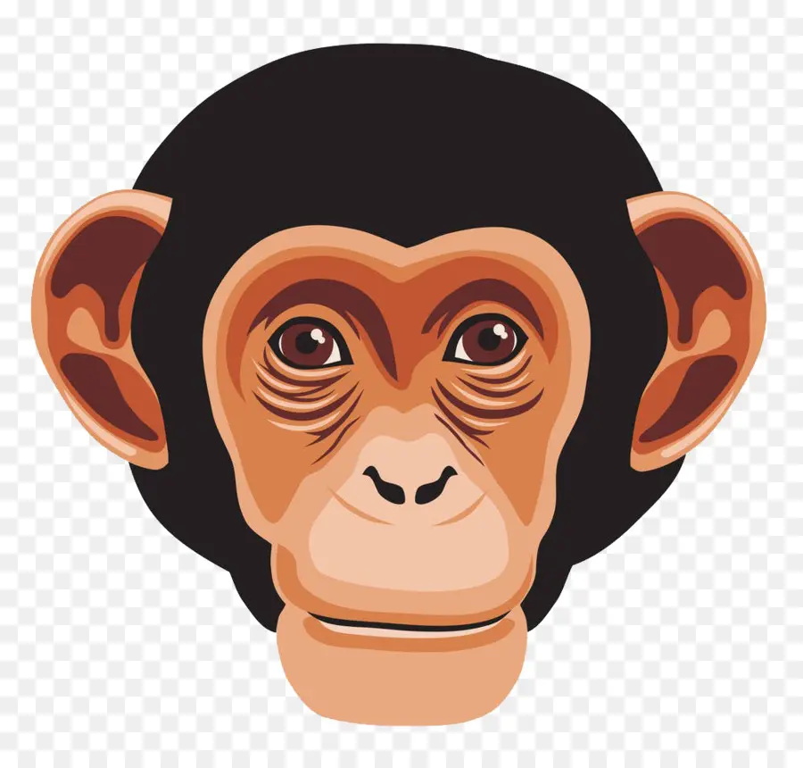 Chimpanzé，Ape PNG