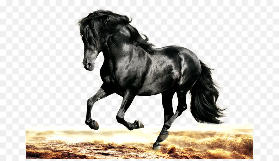 Cavalo árabe，Morgan Cavalo PNG
