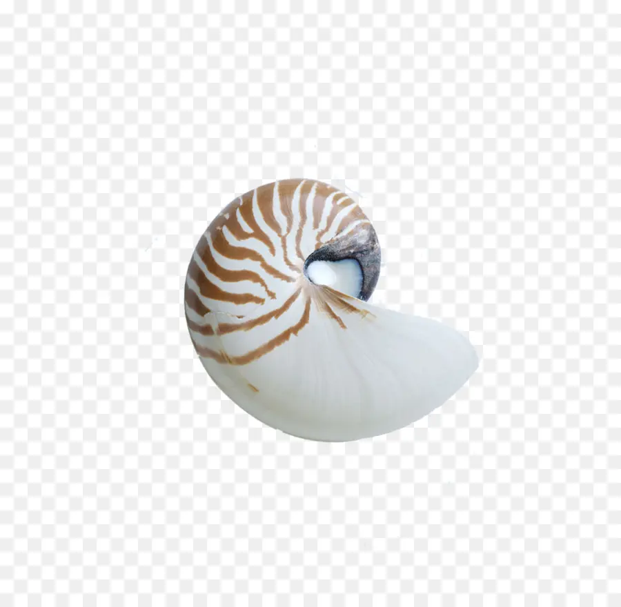 Septadas Nautilus，Seashell PNG
