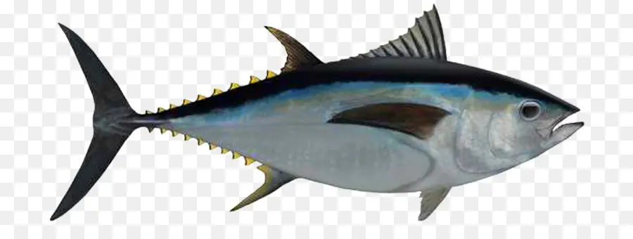 O Atum Patudo，Atum Voador PNG