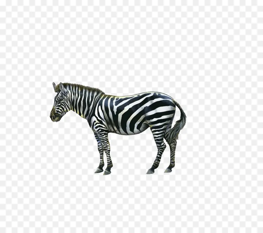 Zebra，Formatos De Arquivo De Imagem PNG