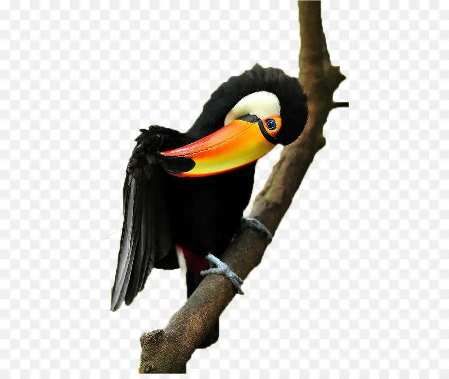 Papagaio，Aves PNG