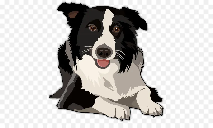 Border Collie，Bearded Collie PNG