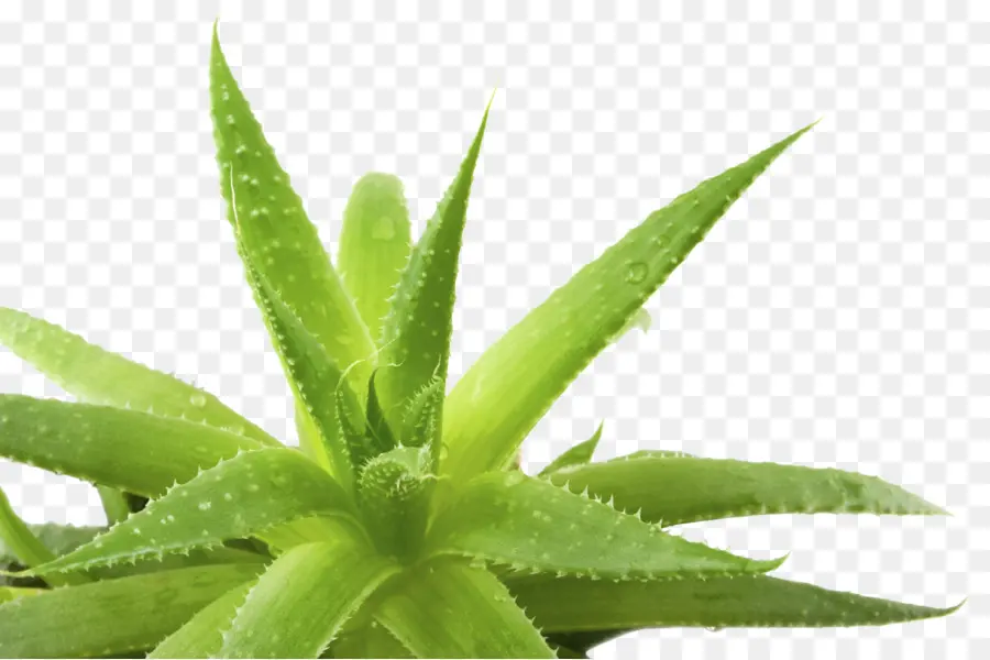 Aloe Vera，Aloe Trutas PNG