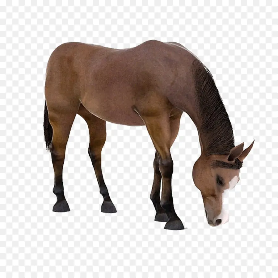 Cavalo，Marrom PNG