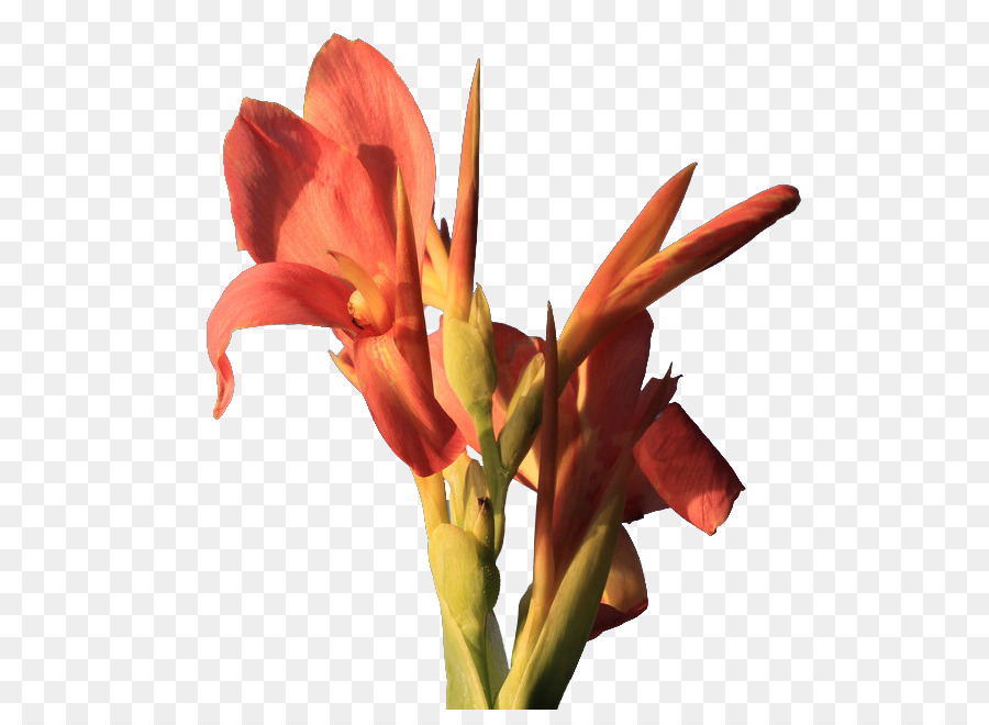 Canna Indica，Flor PNG