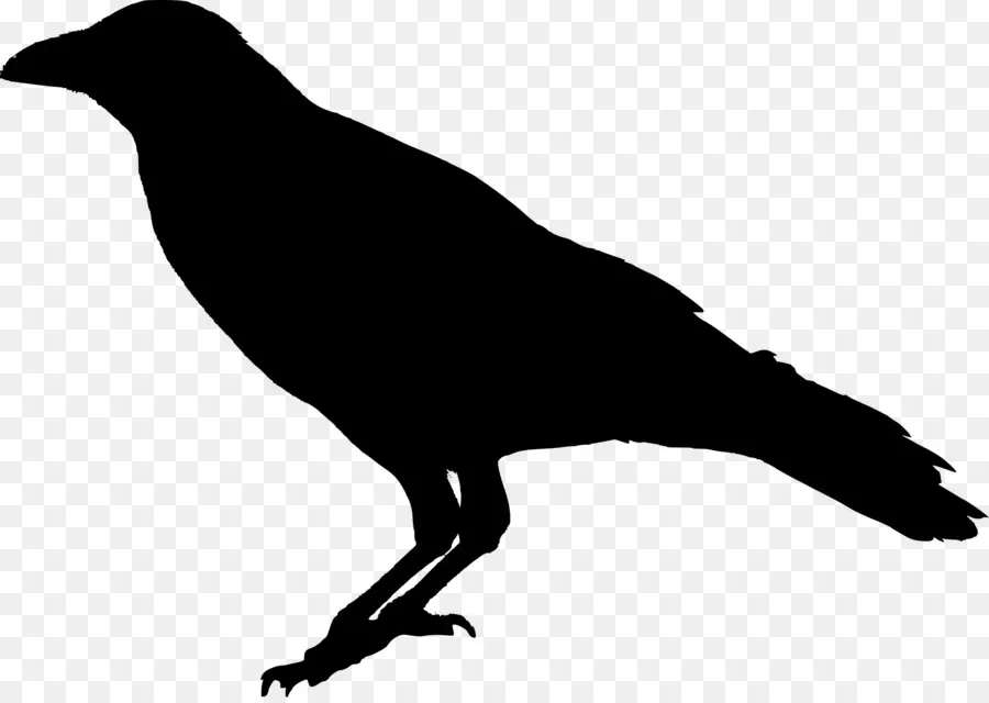 Raven，Comum Corvo PNG