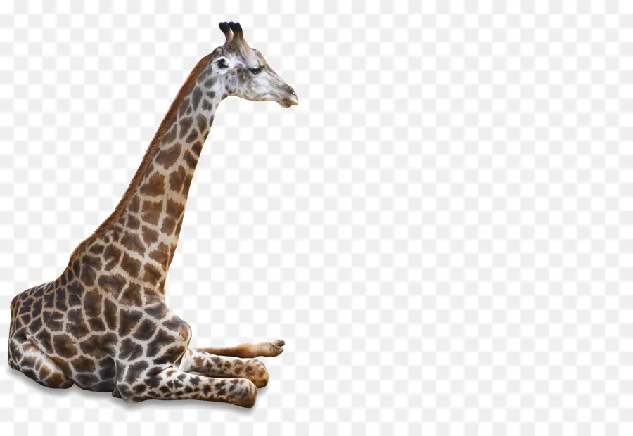 Girafa，Animais Selvagens PNG