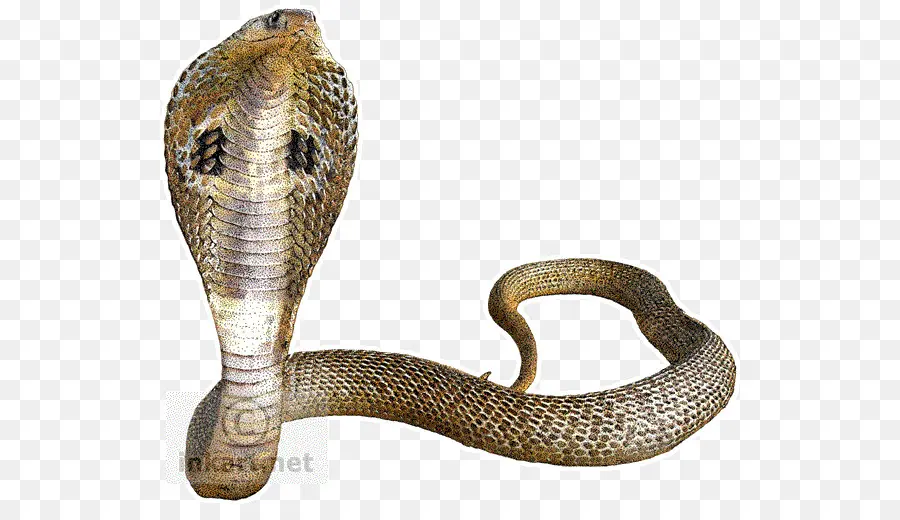 Cobra，índio Cobra PNG