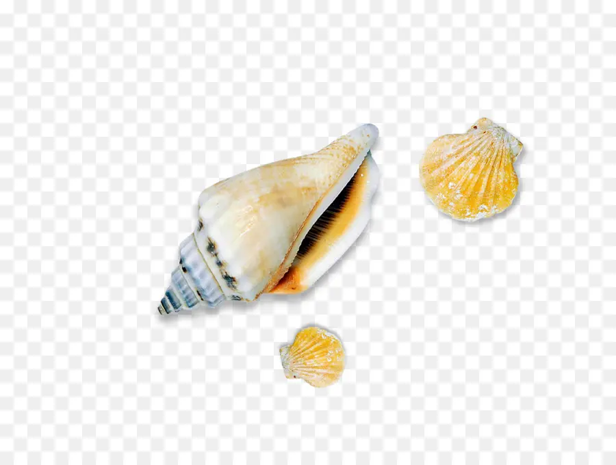 Seashell，Búzio PNG