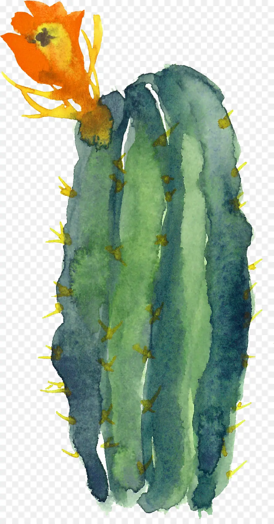 Cactaceae，Pintura Em Aquarela PNG